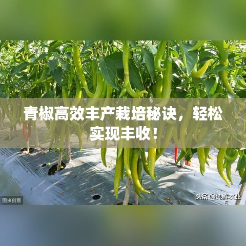 青椒高效豐產(chǎn)栽培秘訣,輕松實(shí)現(xiàn)豐收!